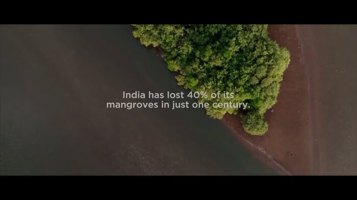Mangrove Regeneration Pledge